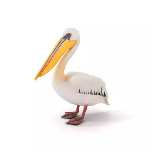 Elegant White Pelican model pack Low-poly 3D model