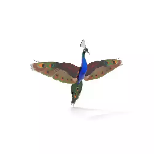 Vibrant Peacock model pack