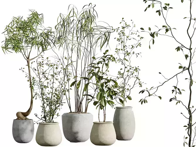 AV Indoor Plants Set 312 Japandi Minimalism Ficus Marginata