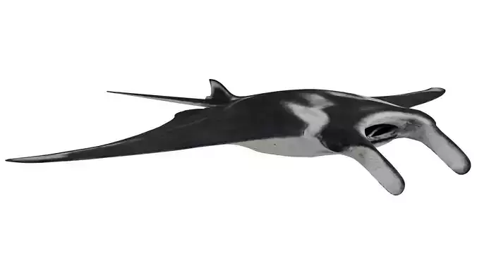 Manta Ray 3D model