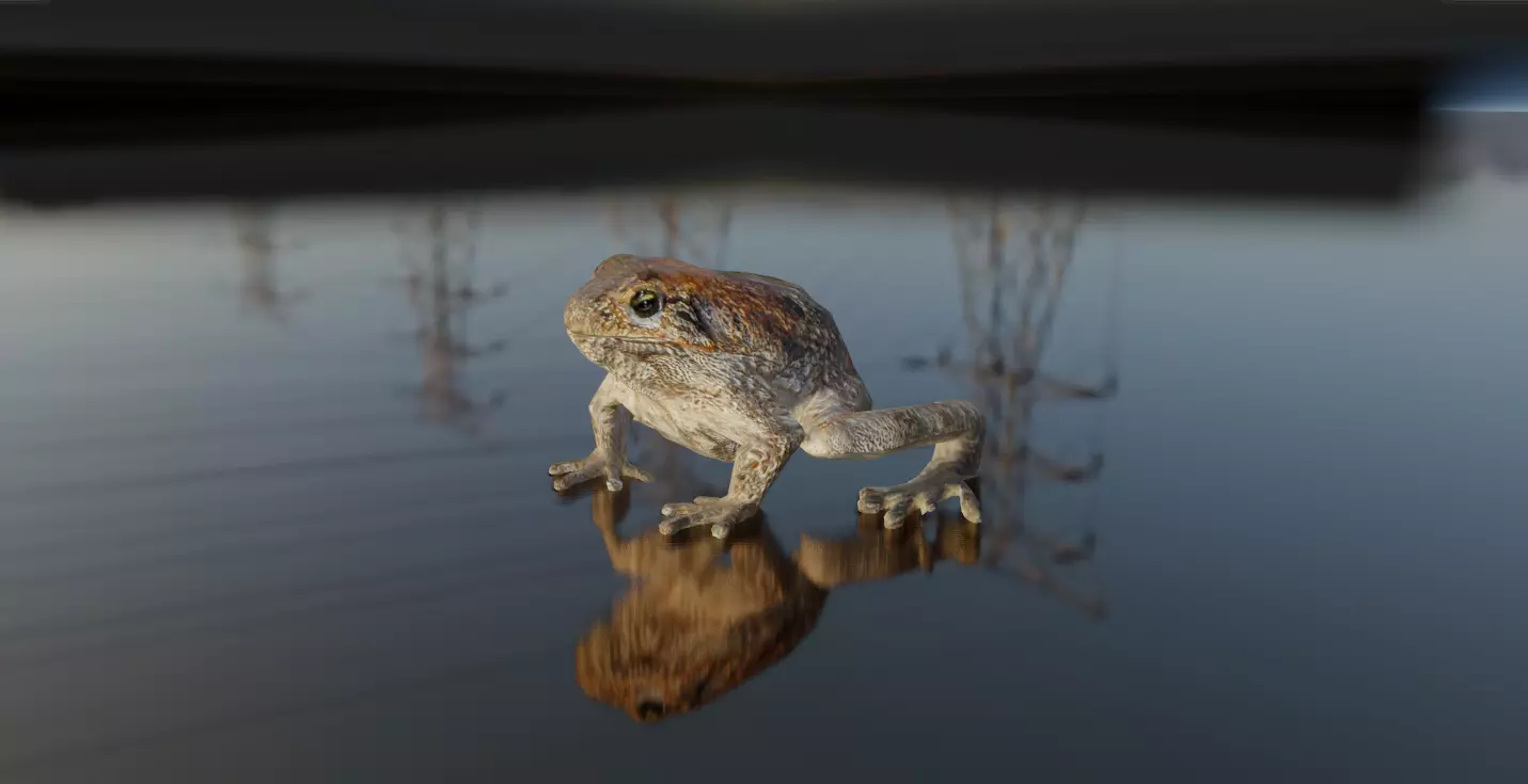 Cururu Toad 3D Model - Rhinella marina Low-poly 3D model_0