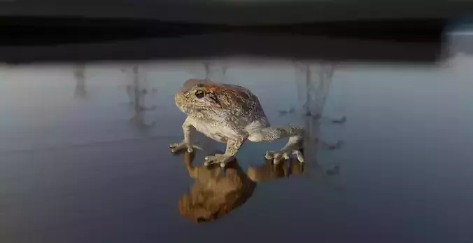 Cururu Toad 3D Model - Rhinella marina