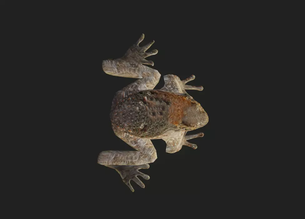 Cururu Toad 3D Model - Rhinella marina Low-poly 3D model_2