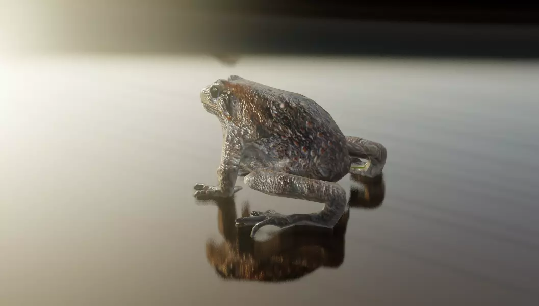 Cururu Toad 3D Model - Rhinella marina Low-poly 3D model_3