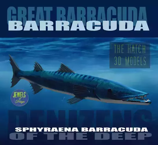 Barracuda fish with long fins