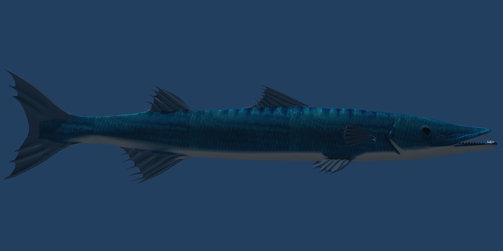 Barracuda fish with long fins 3D model_5