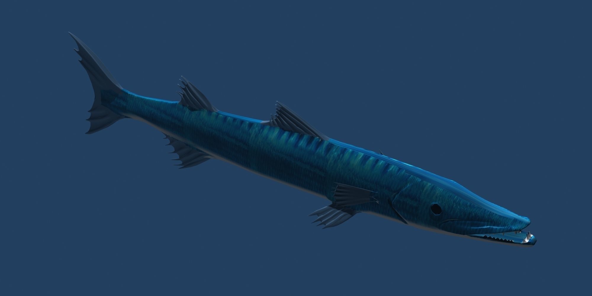 Barracuda fish with long fins 3D model_3
