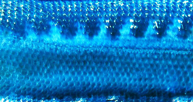 Barracuda fish with long fins 3D model_7