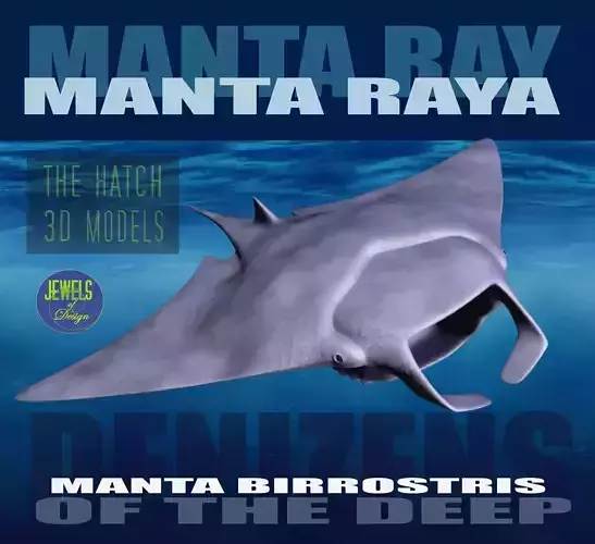 Manta Ray
