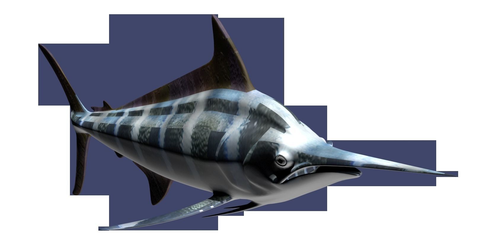 Marlin fish flying 3D model_4