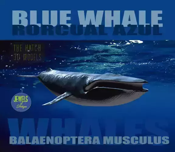 Blue Whale 3D model