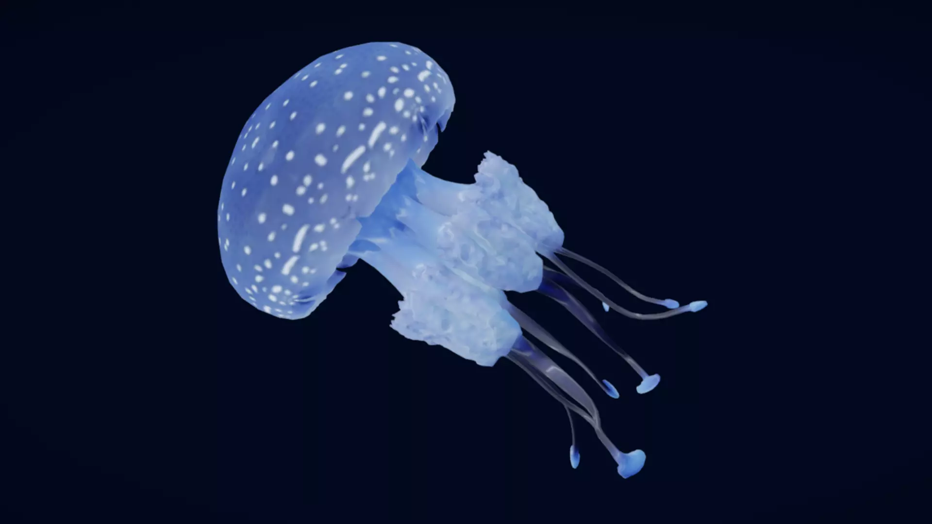 Tropical Jellyfish Phyllorhiza  Animated 3D model_5