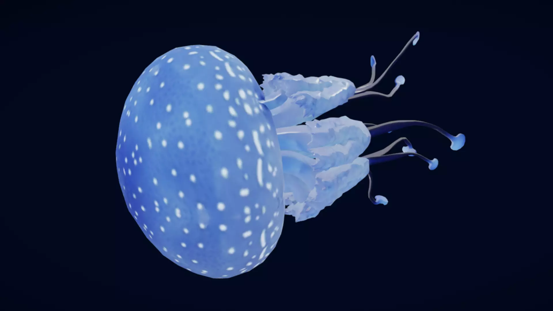Tropical Jellyfish Phyllorhiza  Animated 3D model_10
