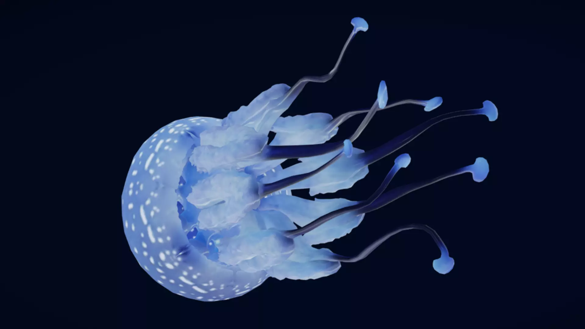 Tropical Jellyfish Phyllorhiza  Animated 3D model_2
