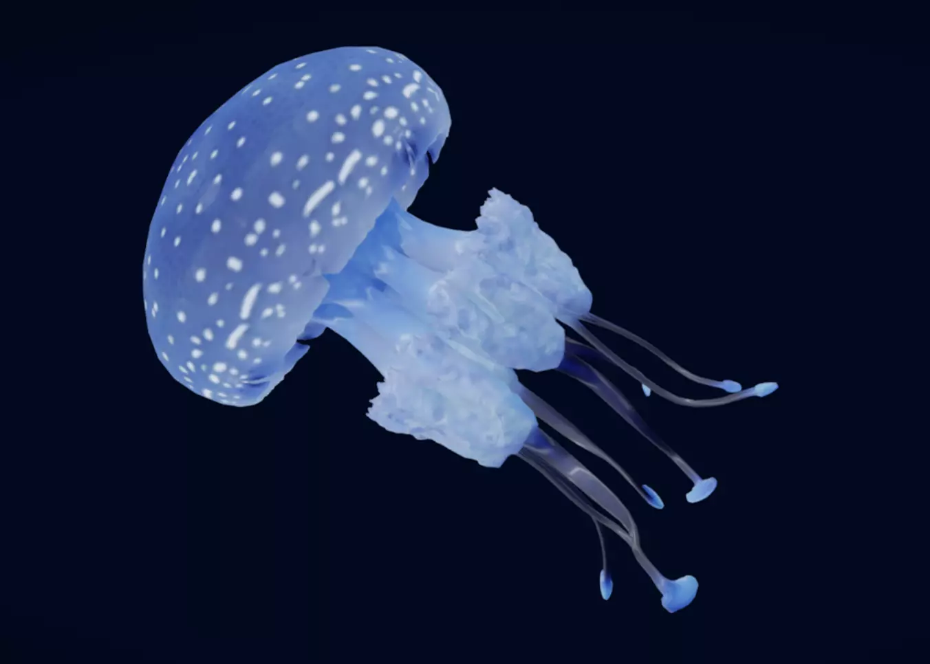 Tropical Jellyfish Phyllorhiza  Animated 3D model_0