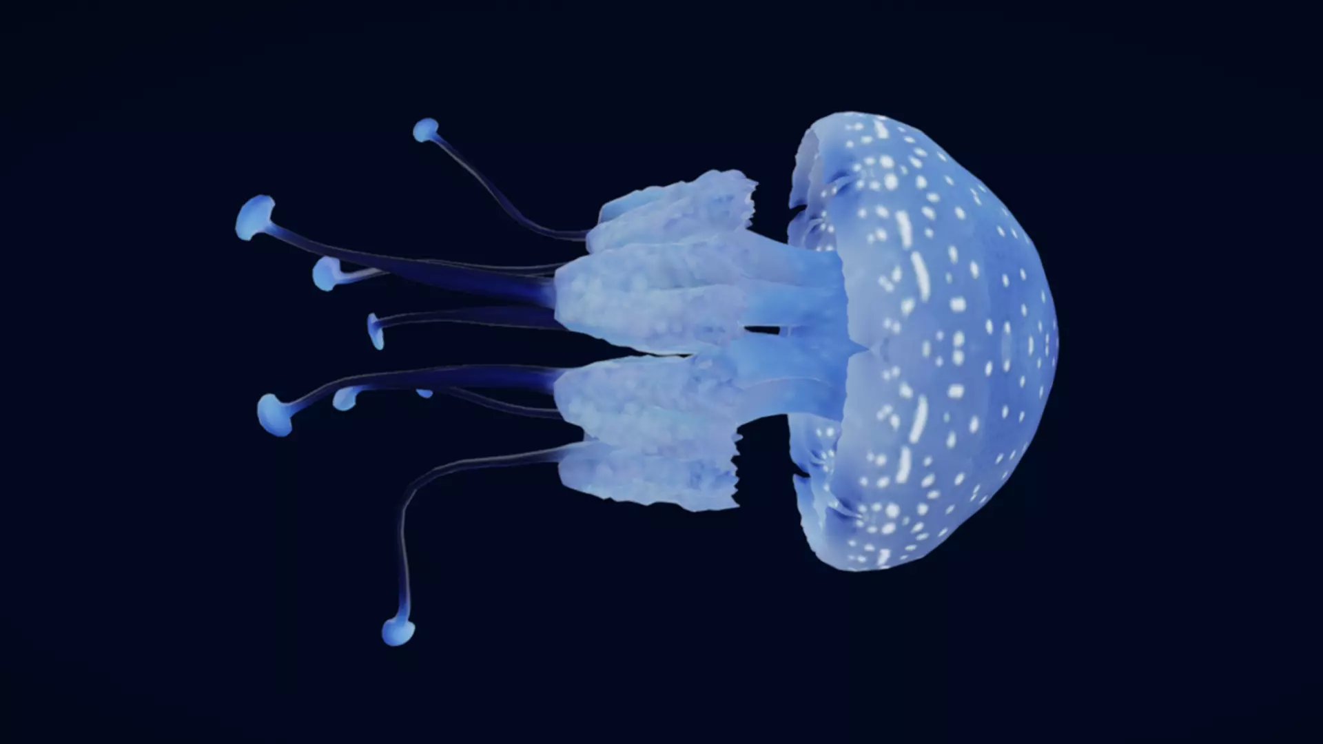 Tropical Jellyfish Phyllorhiza  Animated 3D model_6