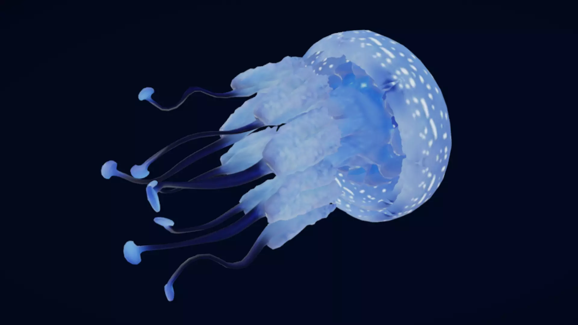 Tropical Jellyfish Phyllorhiza  Animated 3D model_7