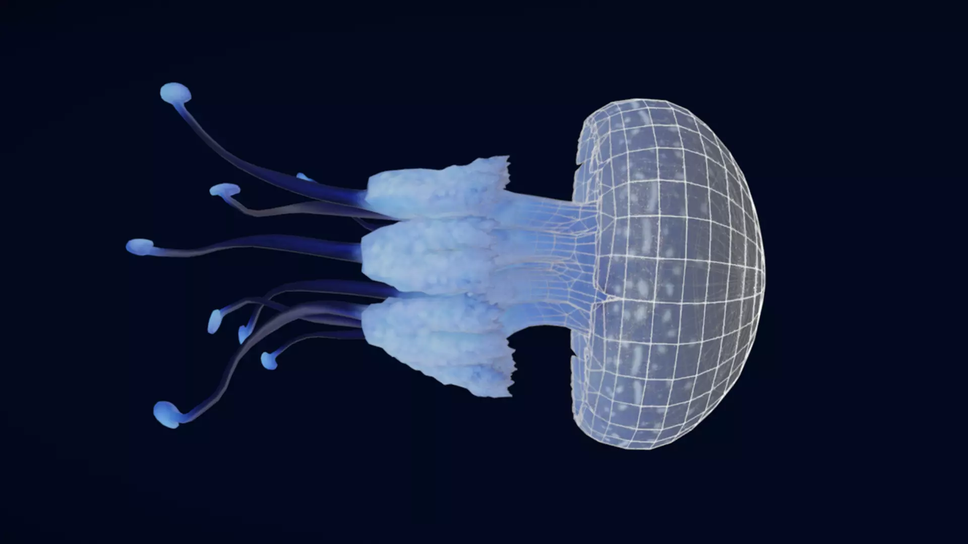 Tropical Jellyfish Phyllorhiza  Animated 3D model_4