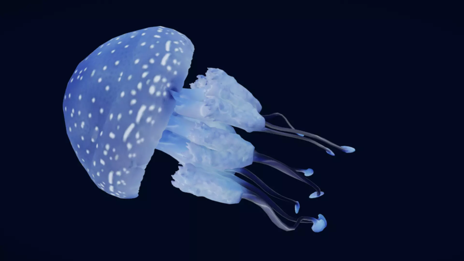 Tropical Jellyfish Phyllorhiza  Animated 3D model_8