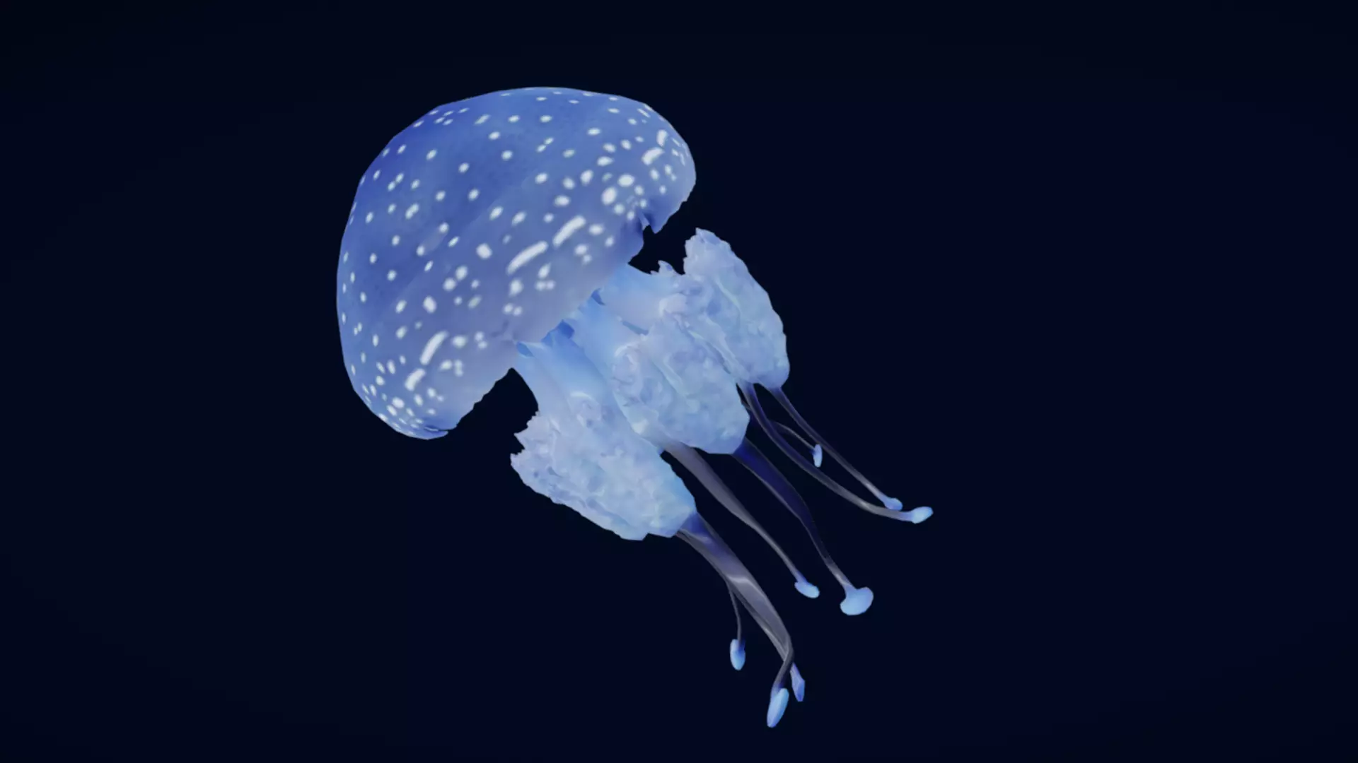 Tropical Jellyfish Phyllorhiza  Animated 3D model_9