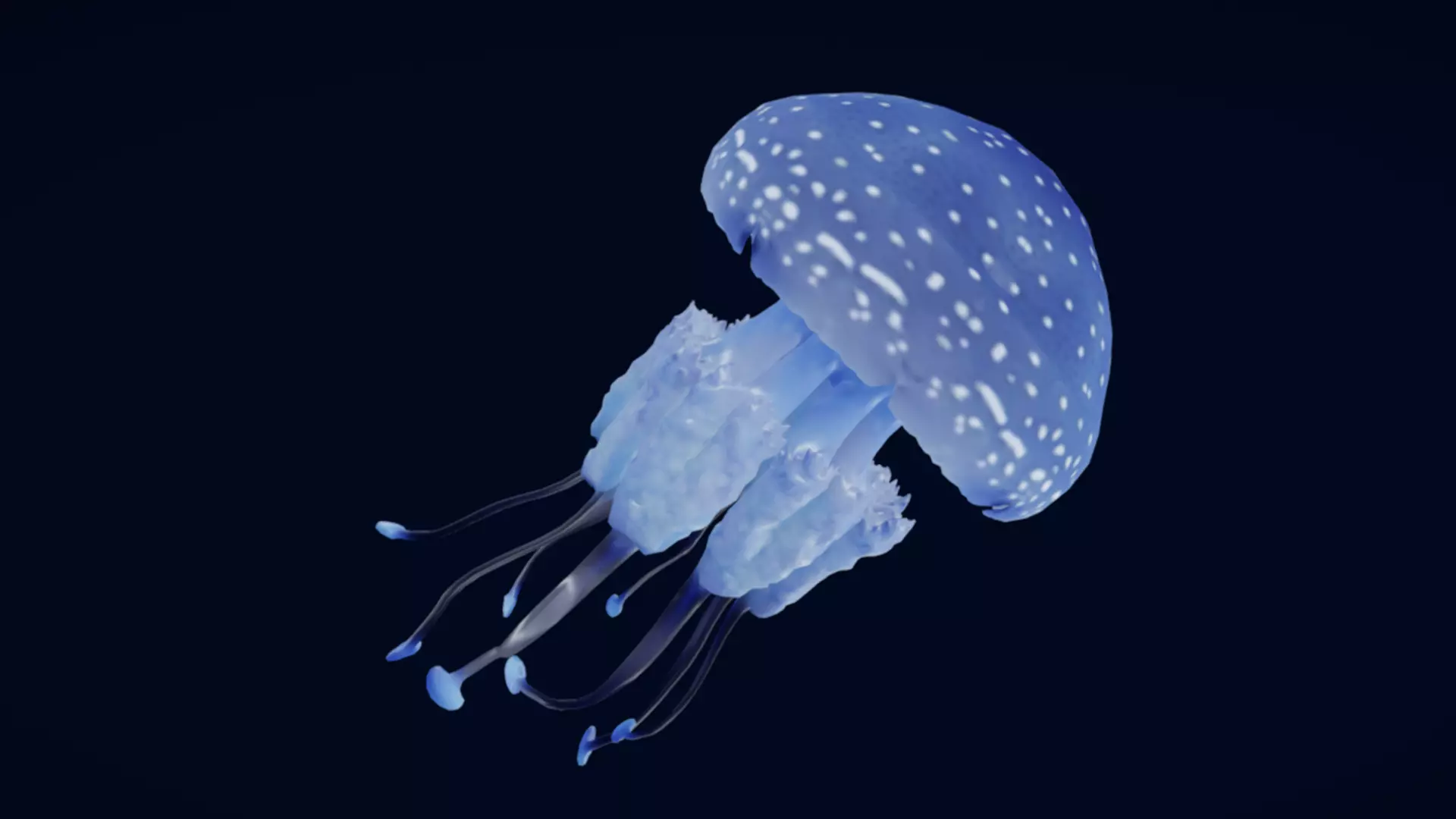 Tropical Jellyfish Phyllorhiza  Animated 3D model_3