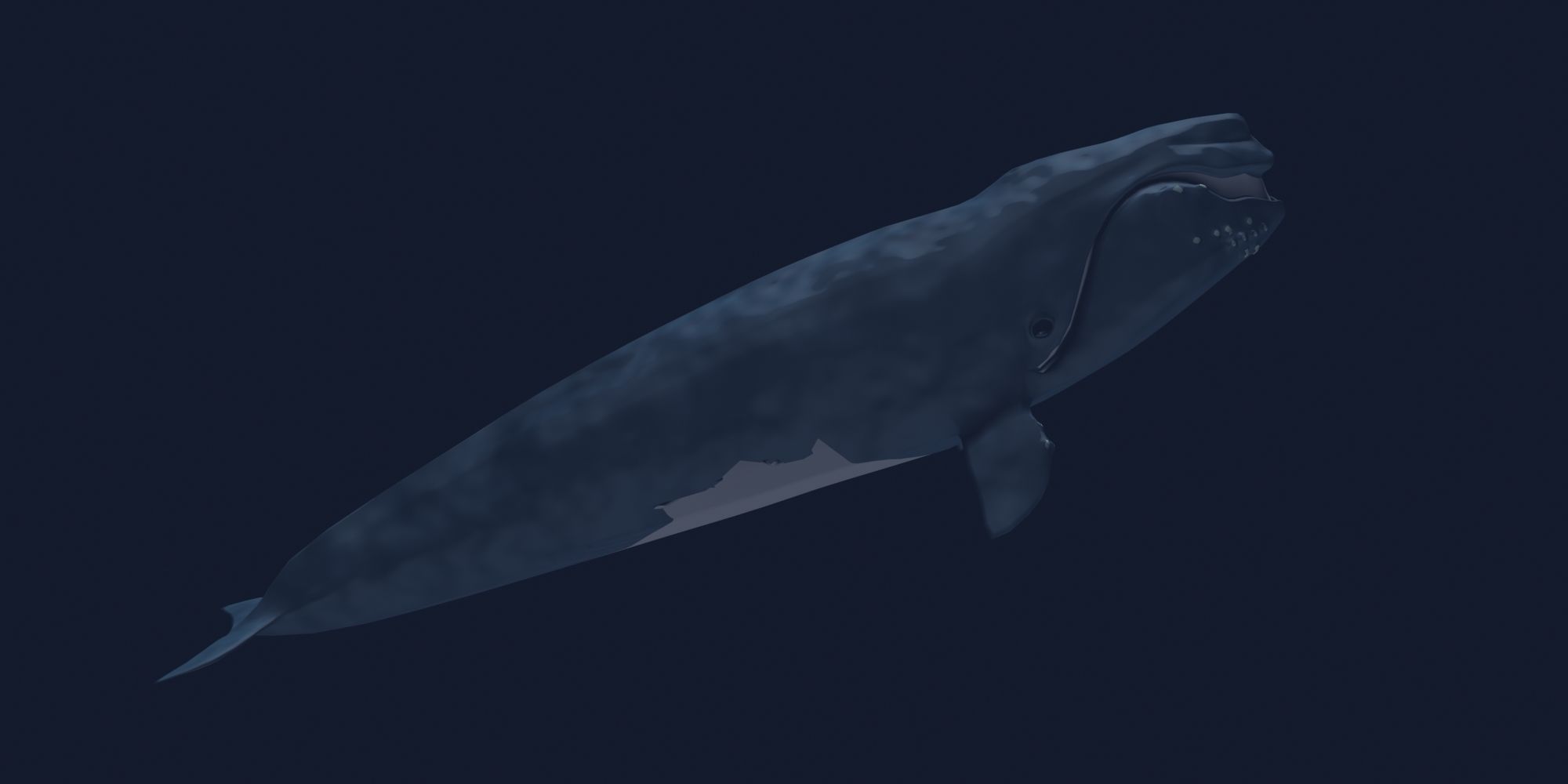 Right Whale 3D model_6