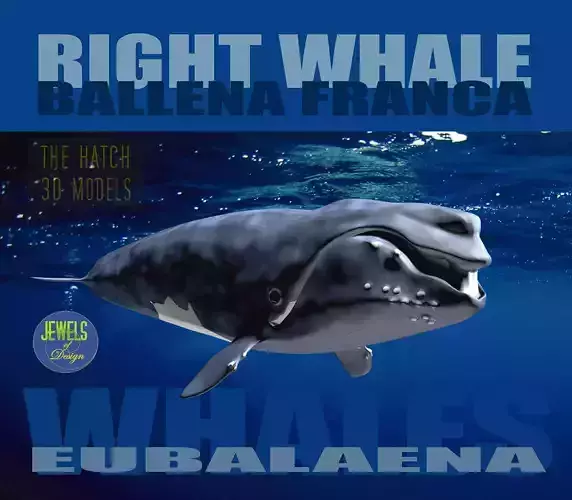Right Whale 3D model