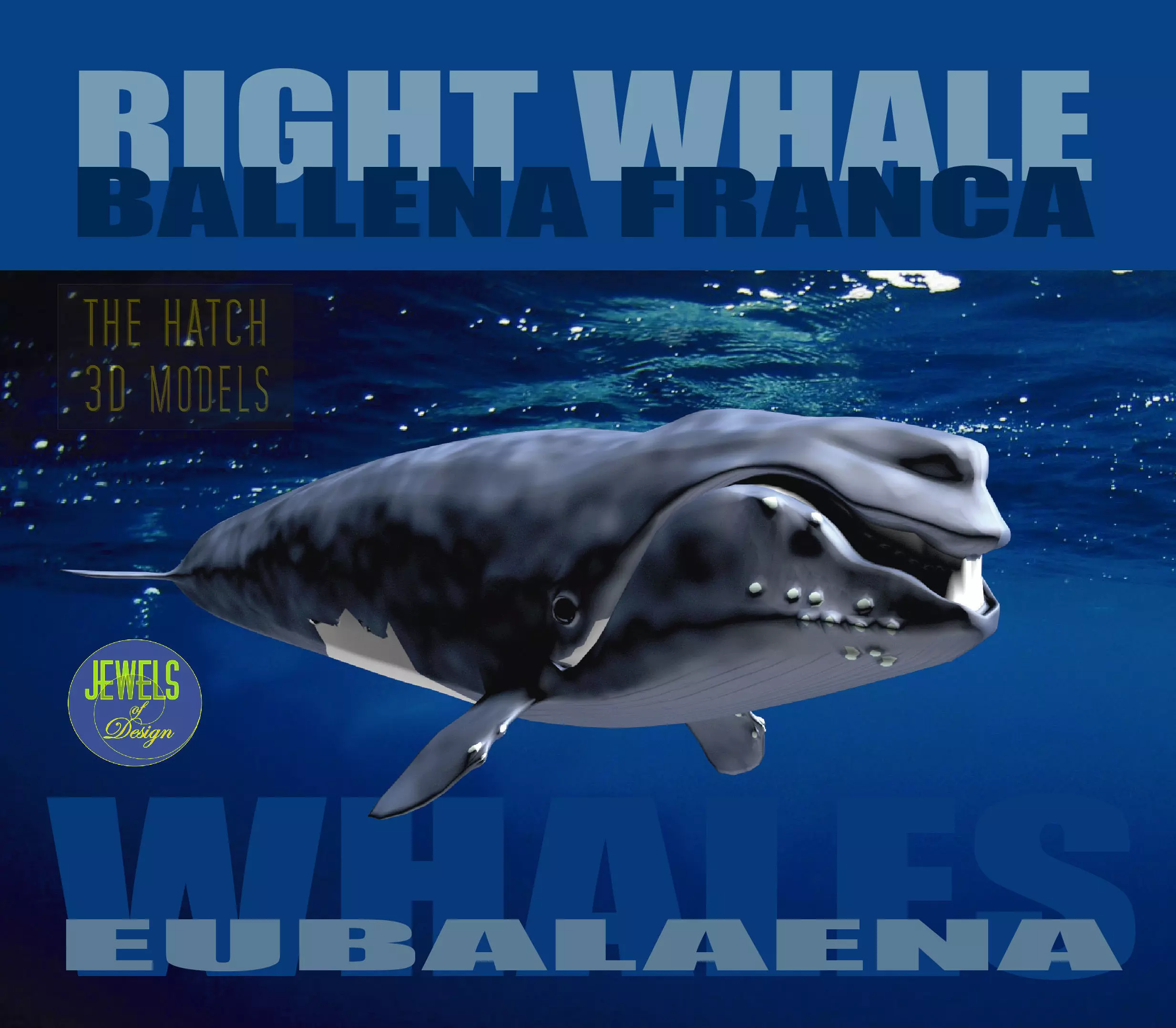 Right Whale 3D model_0
