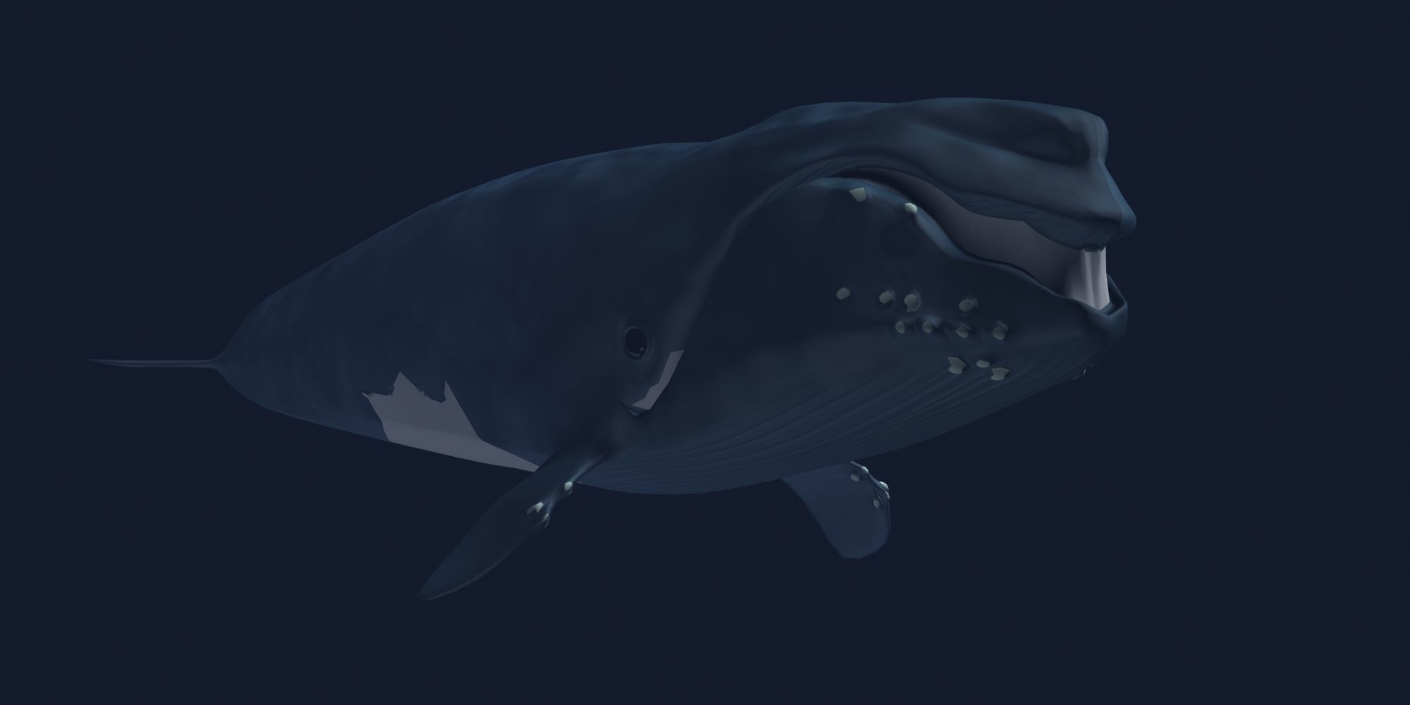 Right Whale 3D model_4