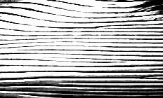 Right Whale 3D model_10