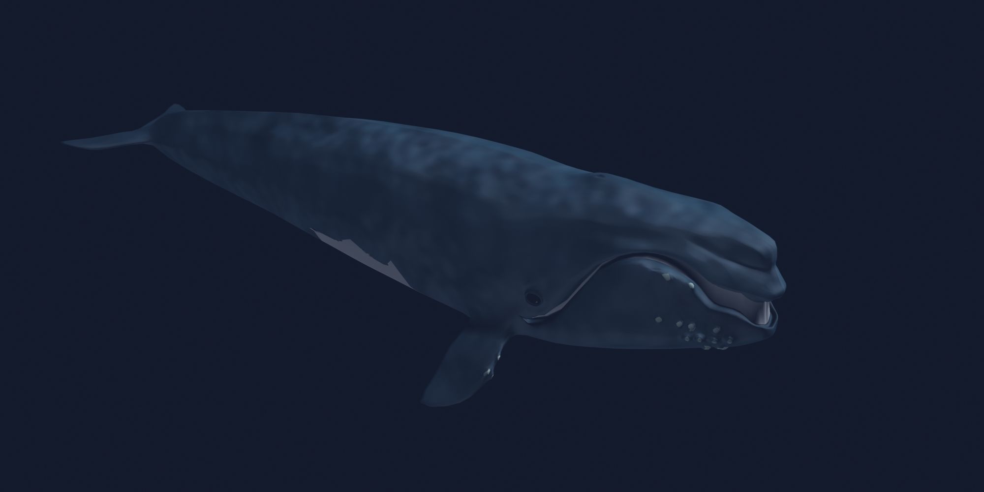 Right Whale 3D model_1