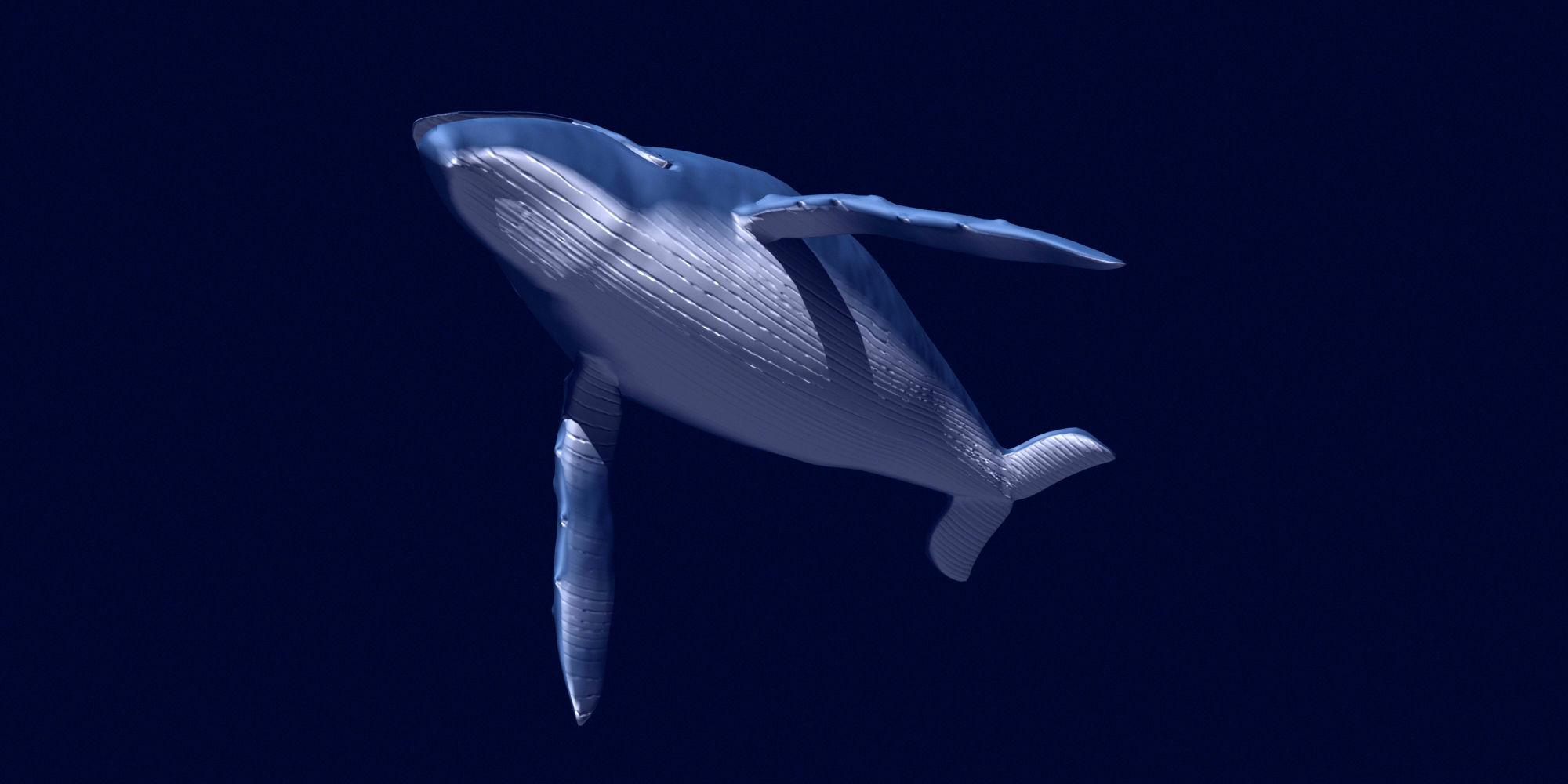 Humpback Whale 3D model_9