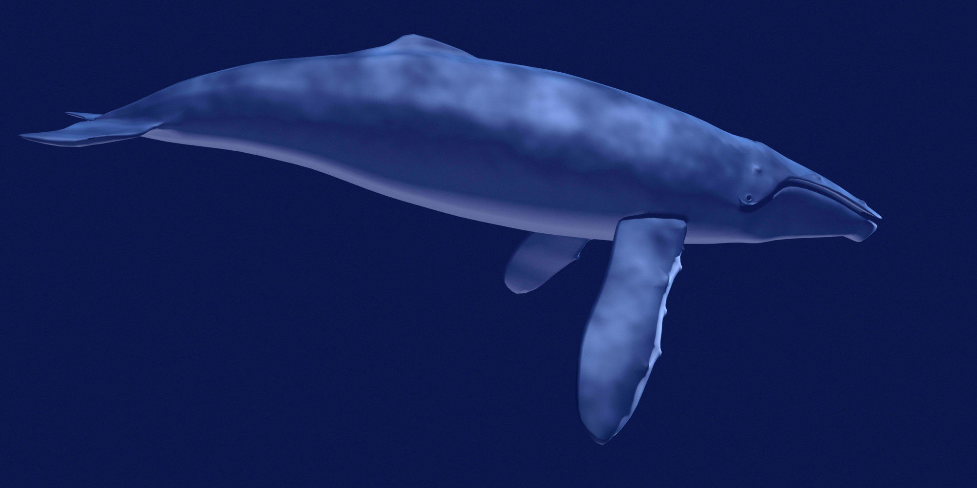 Humpback Whale 3D model_10