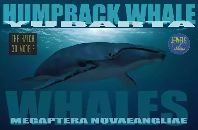 Humpback Whale 3D model