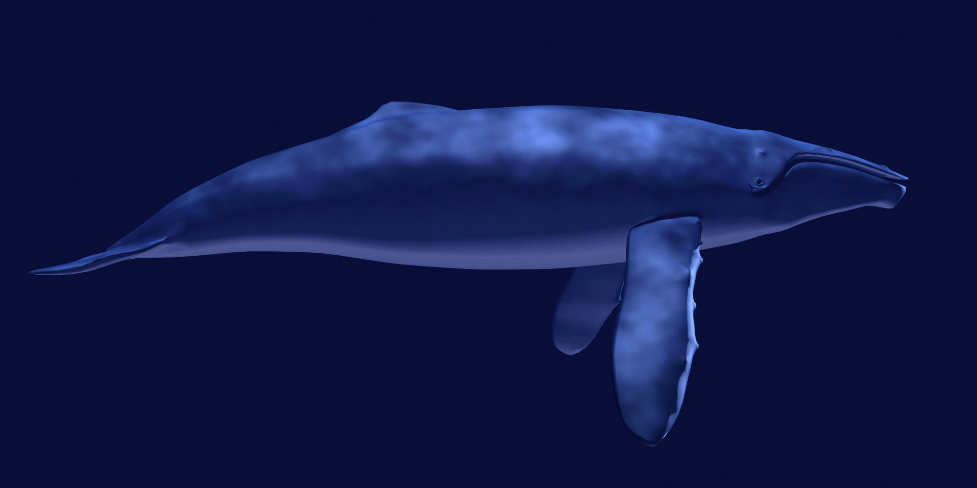 Humpback Whale 3D model_8