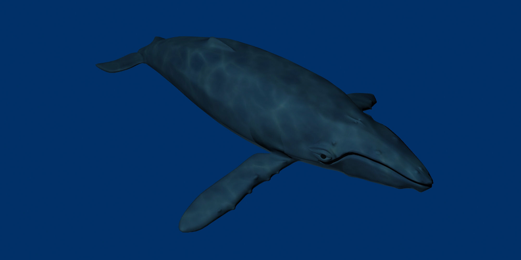 Humpback Whale 3D model_1