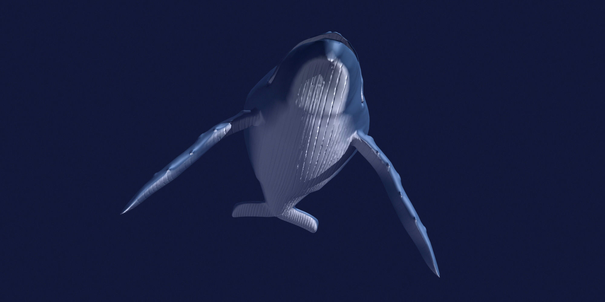 Humpback Whale 3D model_7