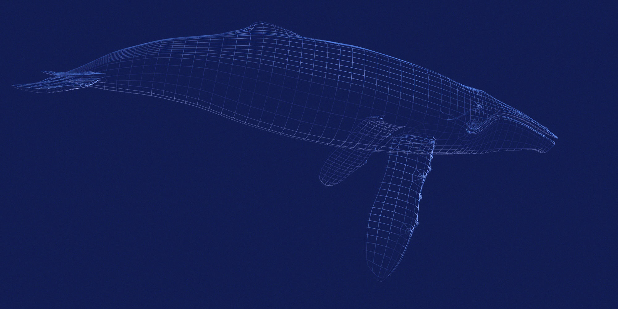 Humpback Whale 3D model_11