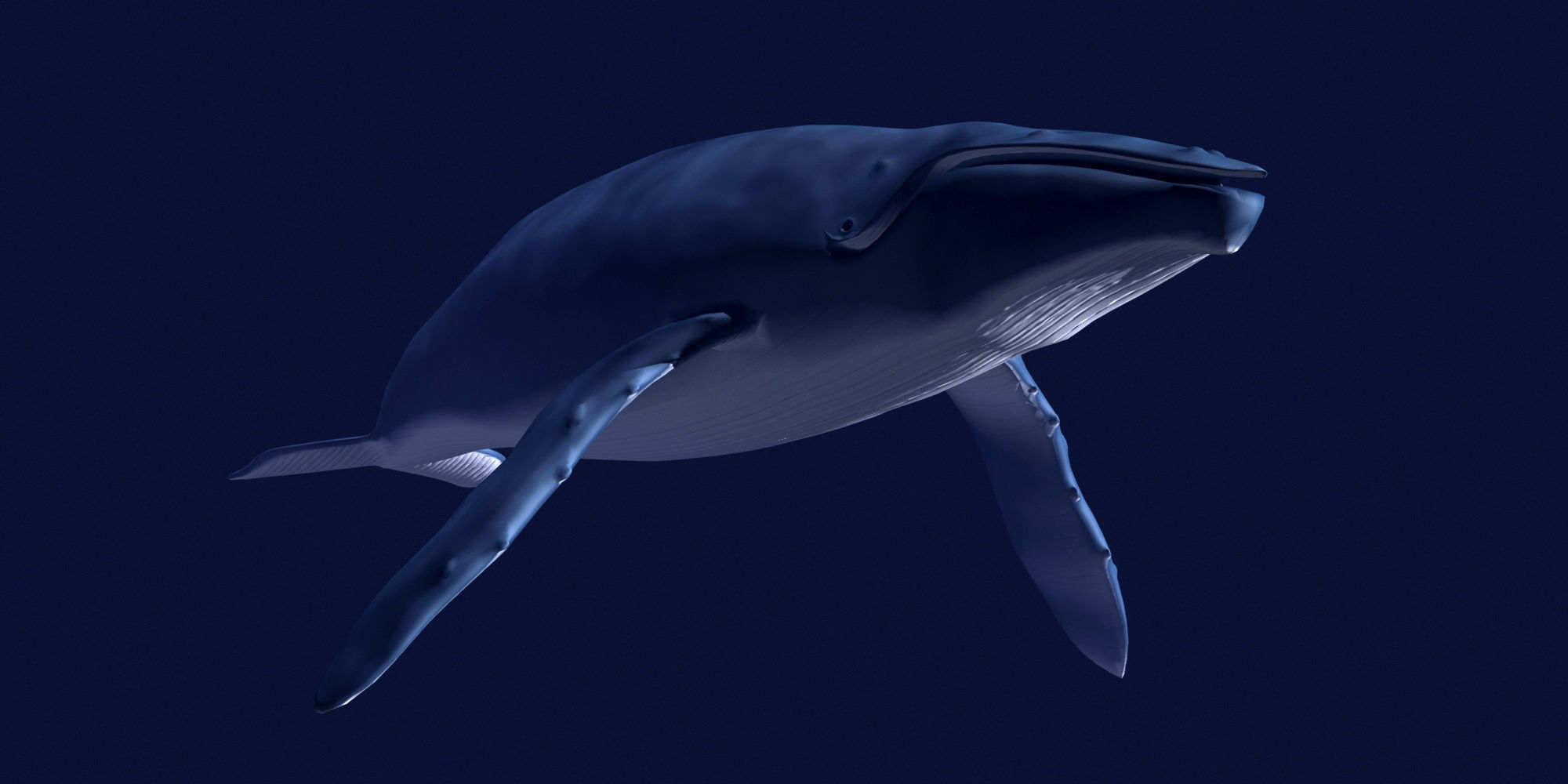 Humpback Whale 3D model_5