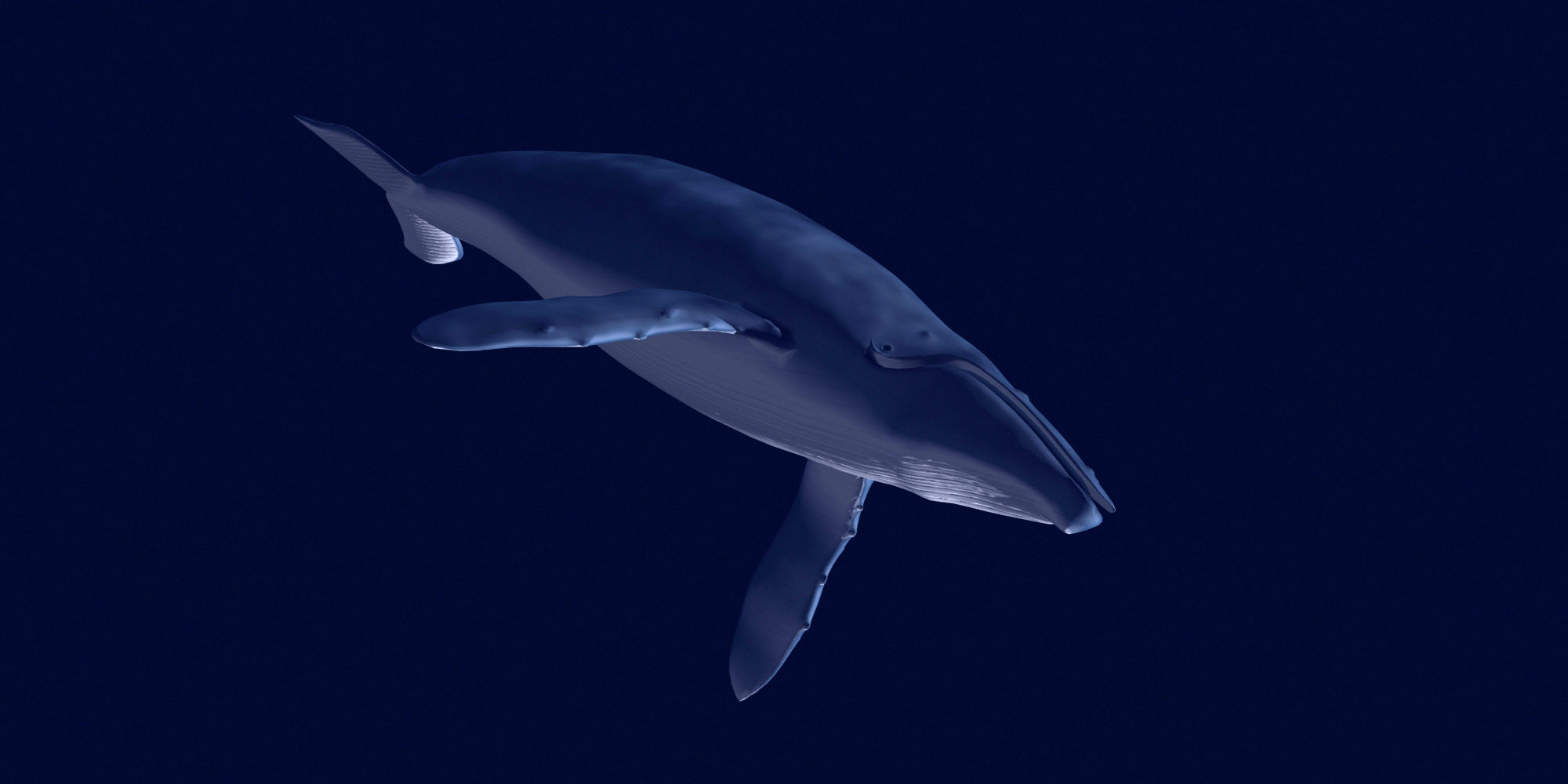 Humpback Whale 3D model_6
