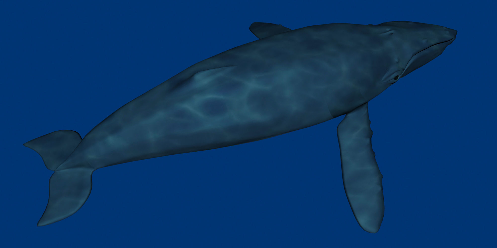 Humpback Whale 3D model_3