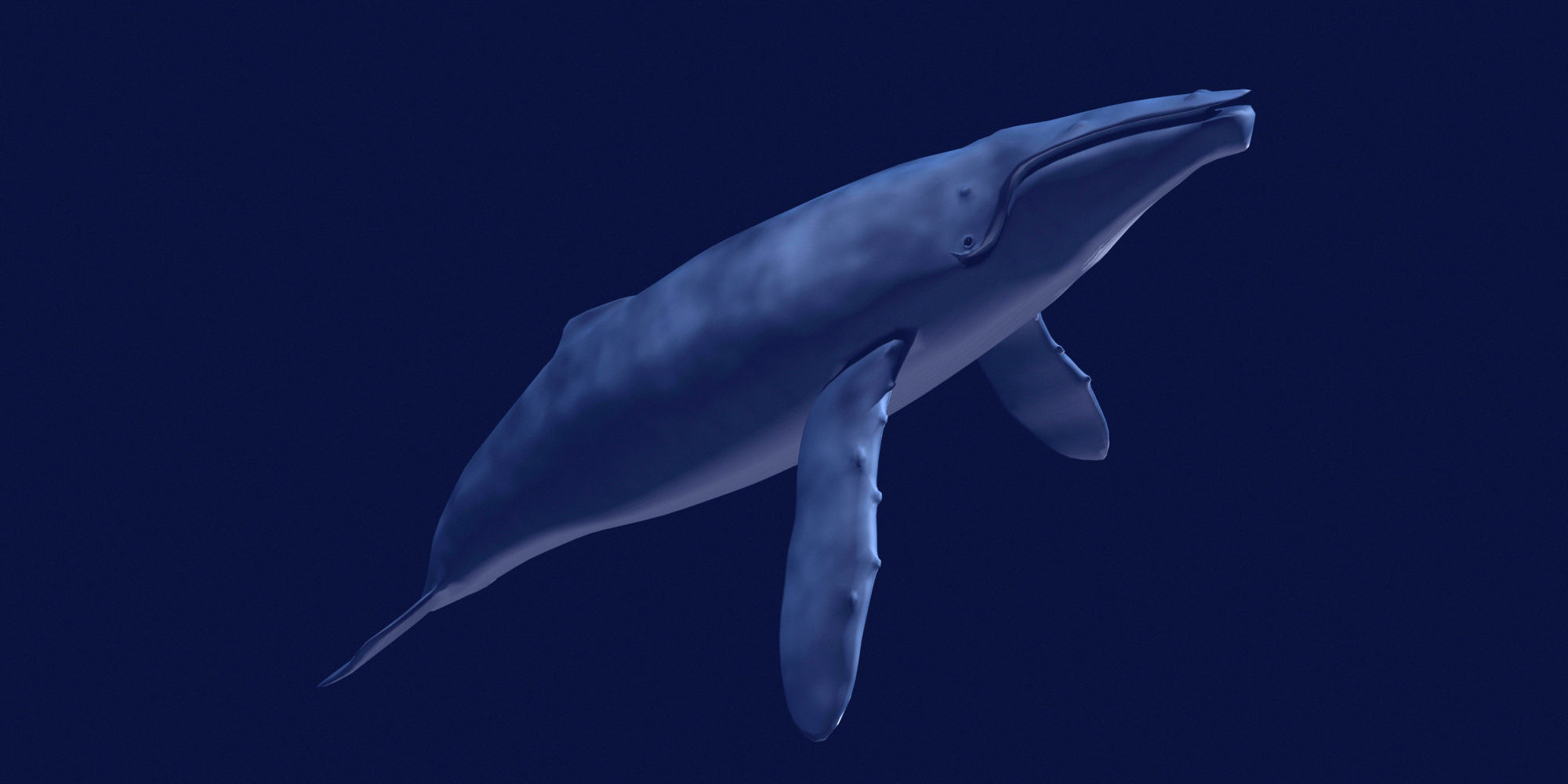 Humpback Whale 3D model_4