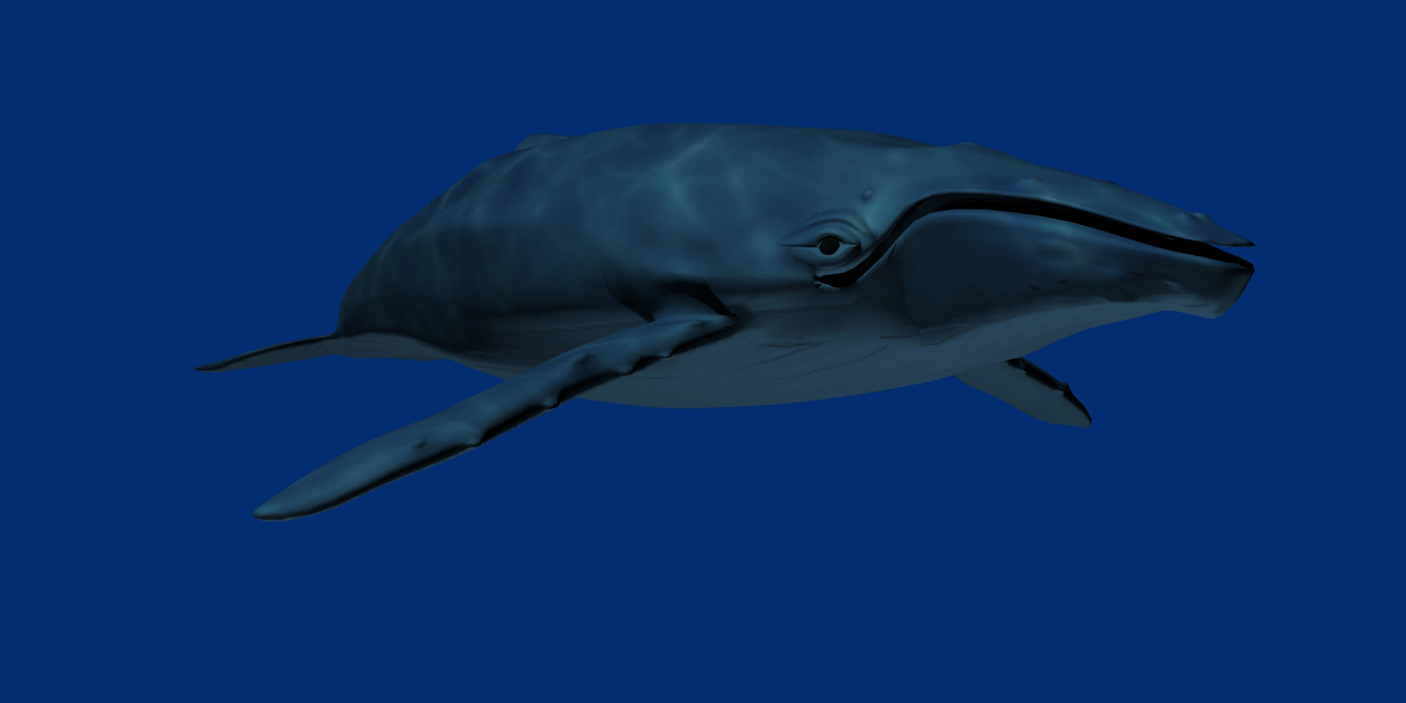 Humpback Whale 3D model_2