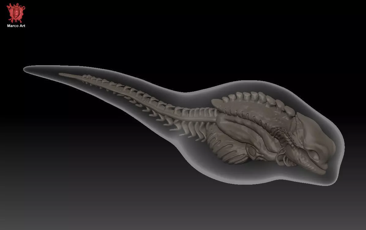 Alien Earth T Ocellus Xeno Embryo 3D stl file 3D print model_1