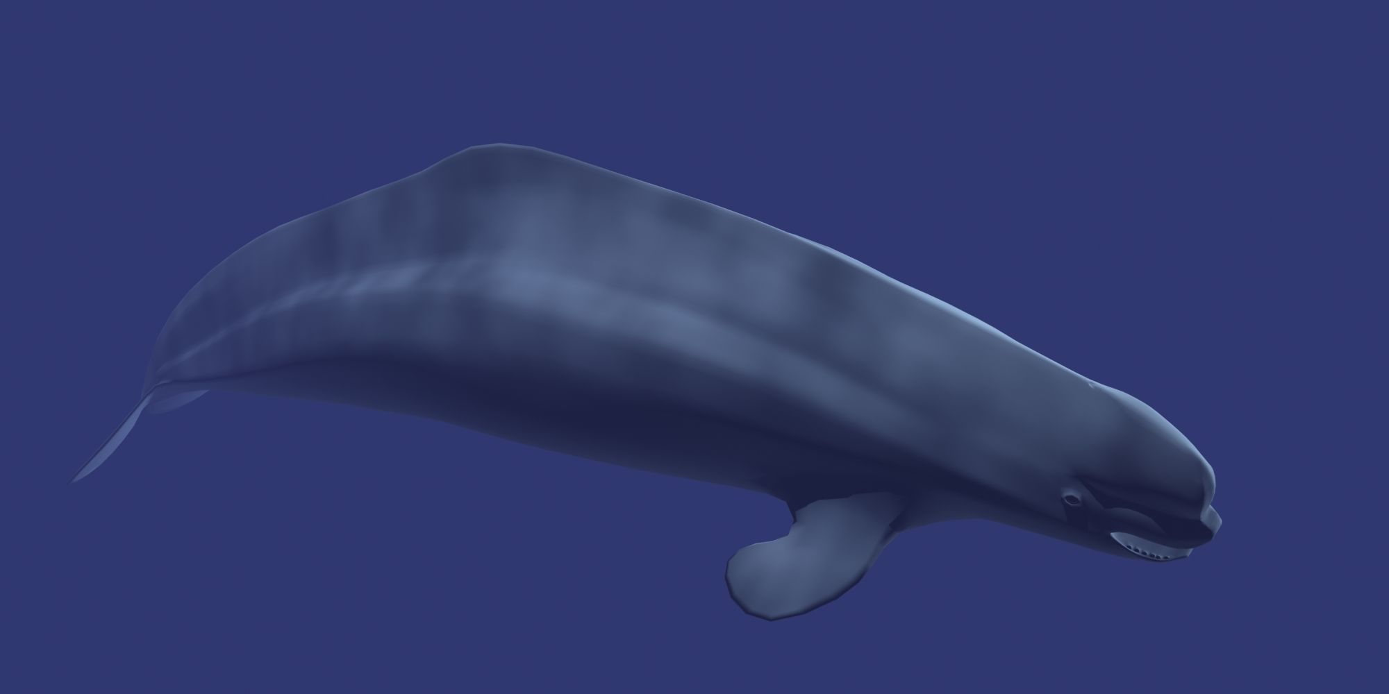 Beluga dolphin 3D model_1