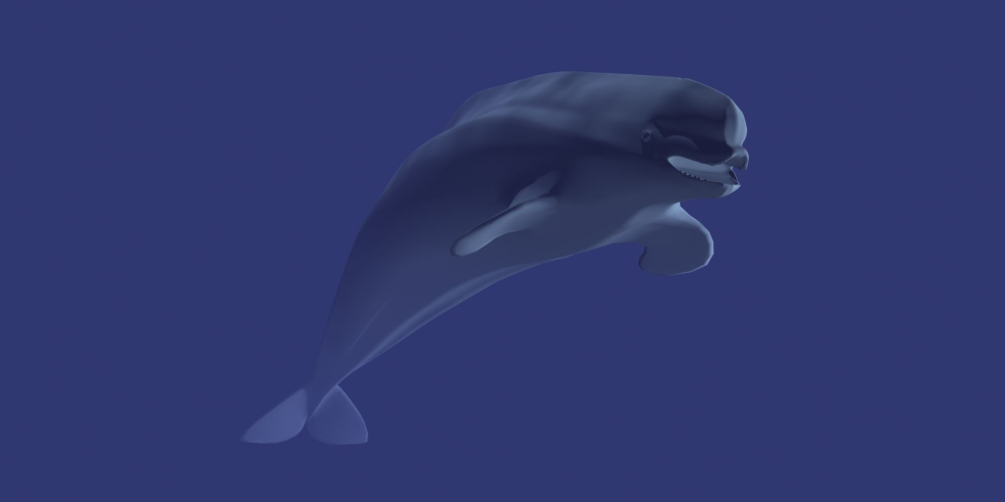 Beluga dolphin 3D model_3