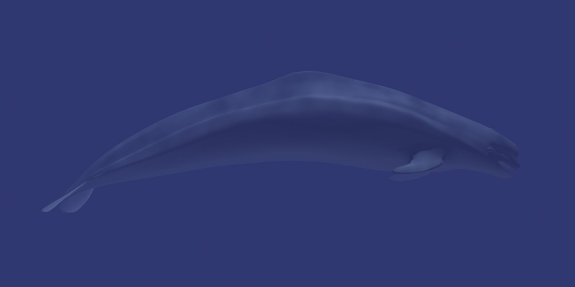 Beluga dolphin 3D model_2