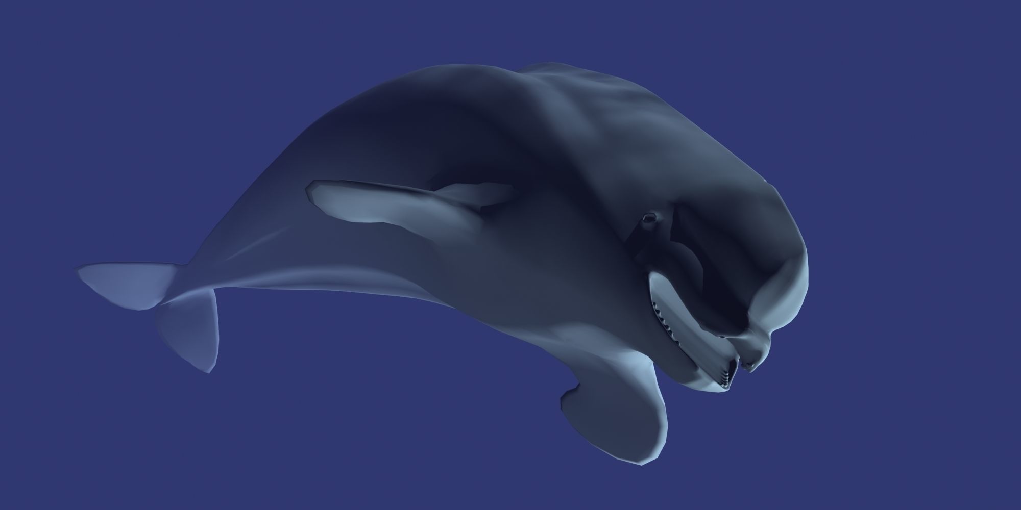 Beluga dolphin 3D model_5