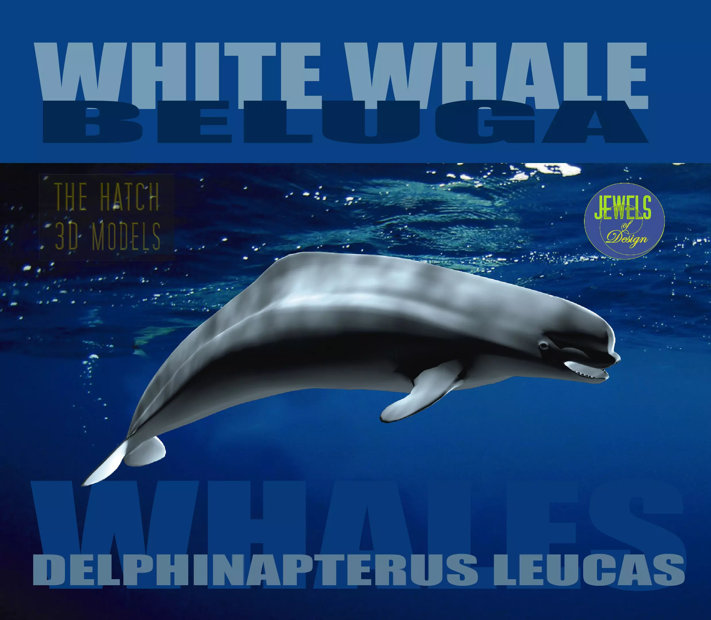 Beluga dolphin 3D model_0