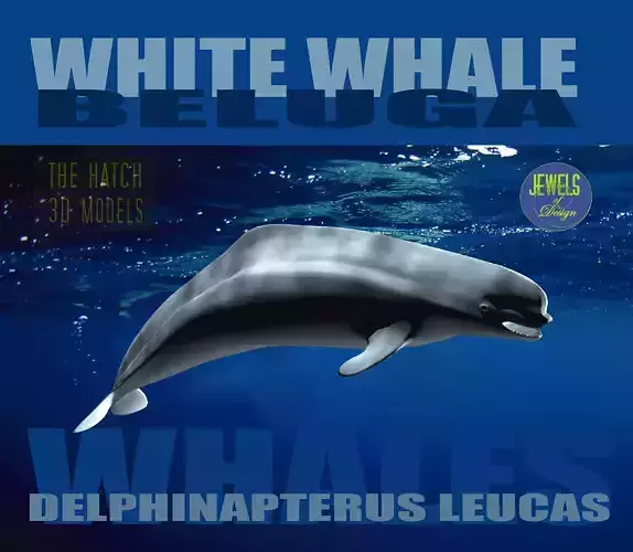 Beluga dolphin